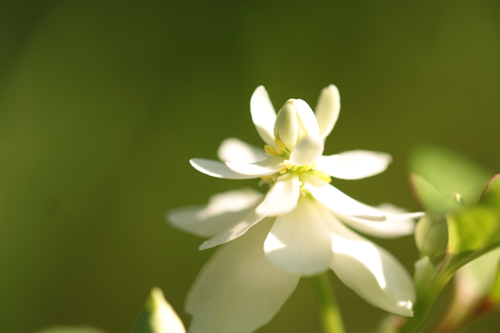 八重ドクダミの花姿
