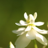 八重ドクダミの花姿