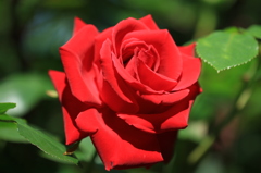 情熱の赤い薔薇