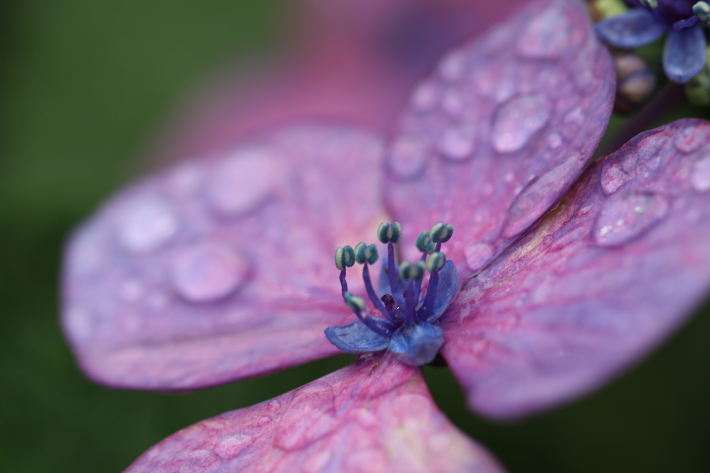 雨上がりの紫陽花