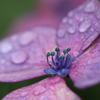 雨上がりの紫陽花