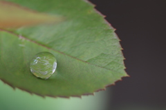 雨上がりの雫
