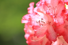 花木の女王 石楠花