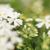 芝桜(白)