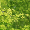 安らぎの新緑