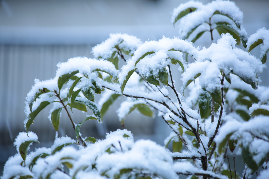 降り積もる雪