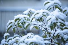 降り積もる雪
