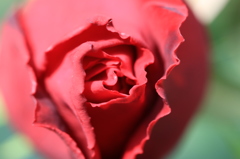 濃赤の薔薇