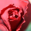 濃赤の薔薇