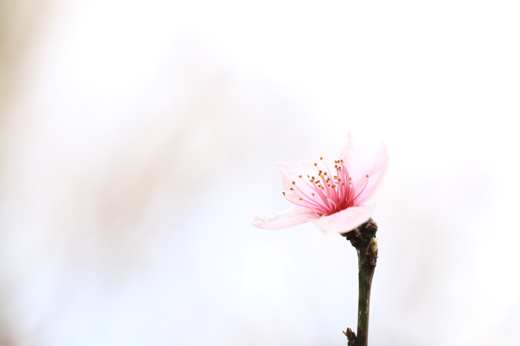 一輪の花