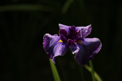 花菖蒲