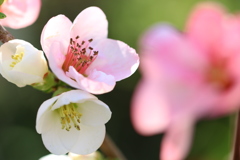 木瓜の花