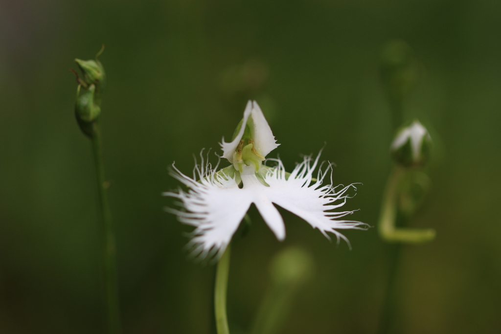 White egret flower