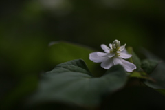 八重どくだみ