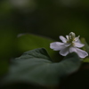 八重どくだみ