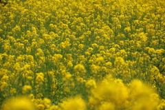 菜の花畑