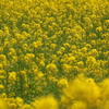 菜の花畑