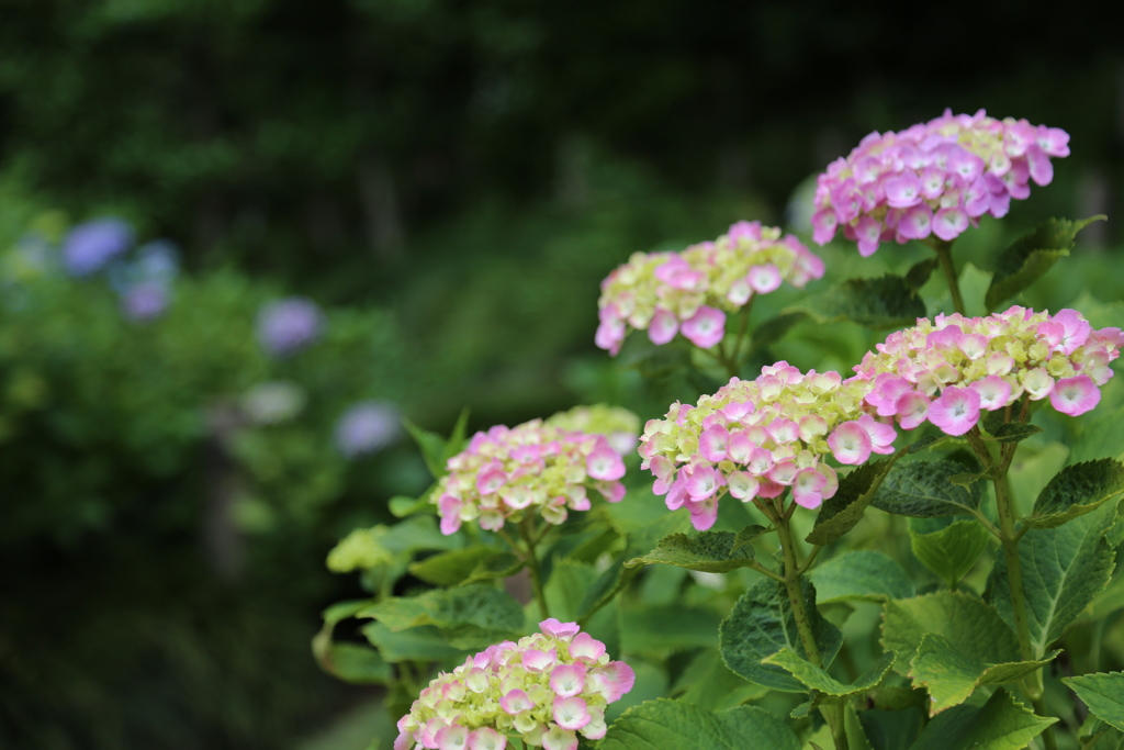 紫陽花