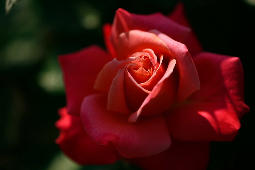 今年の一番花