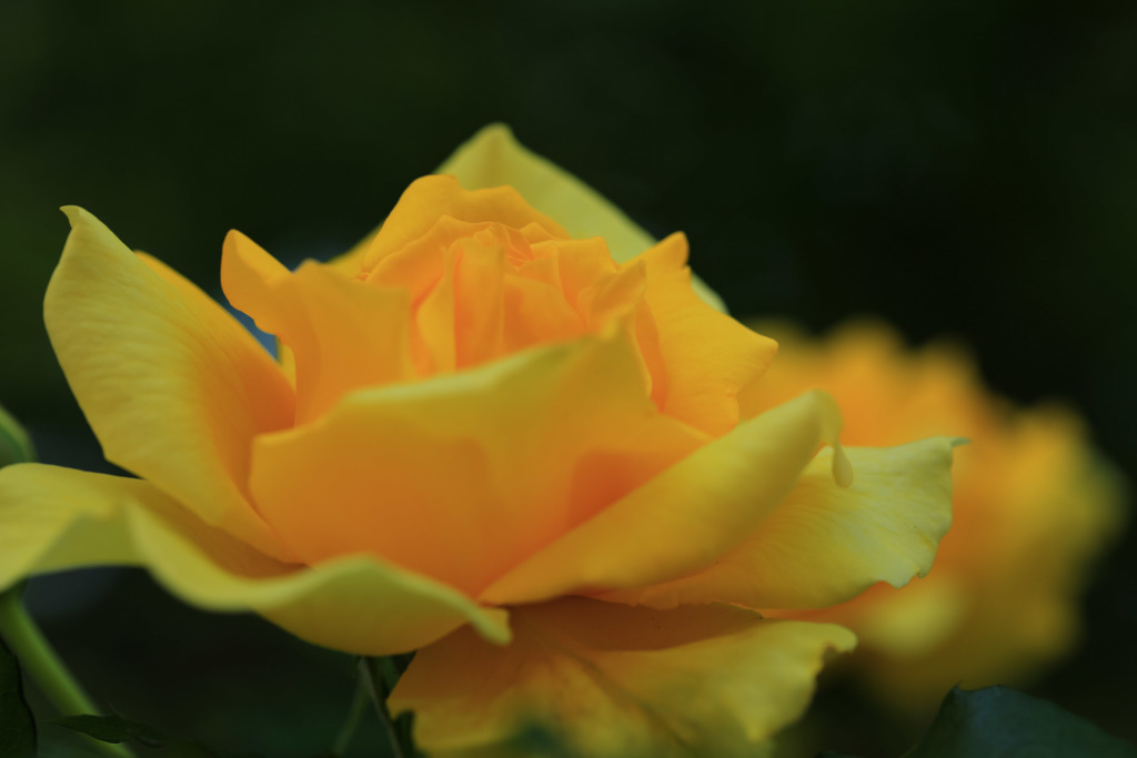 今年の一番花