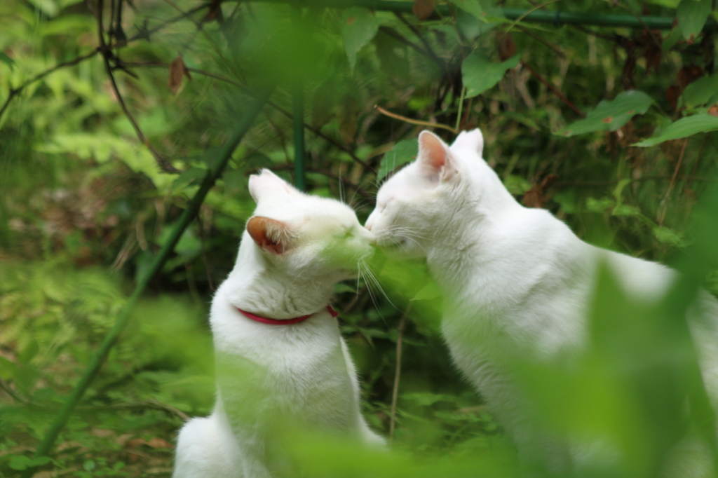Kiss