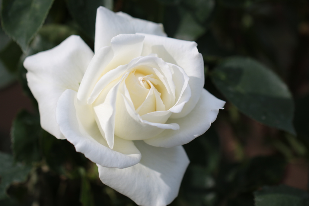 正雪【まさゆき】