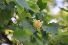 ゆりの木の花