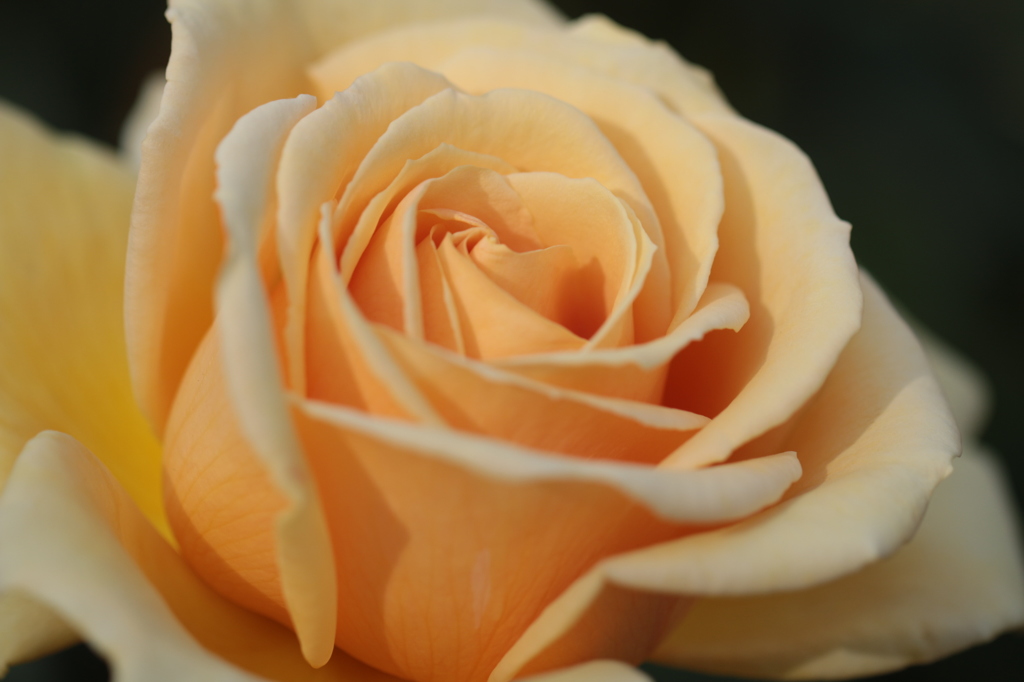 クッパーケニング