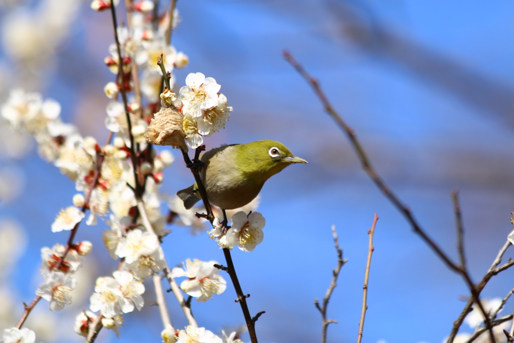 春爛漫