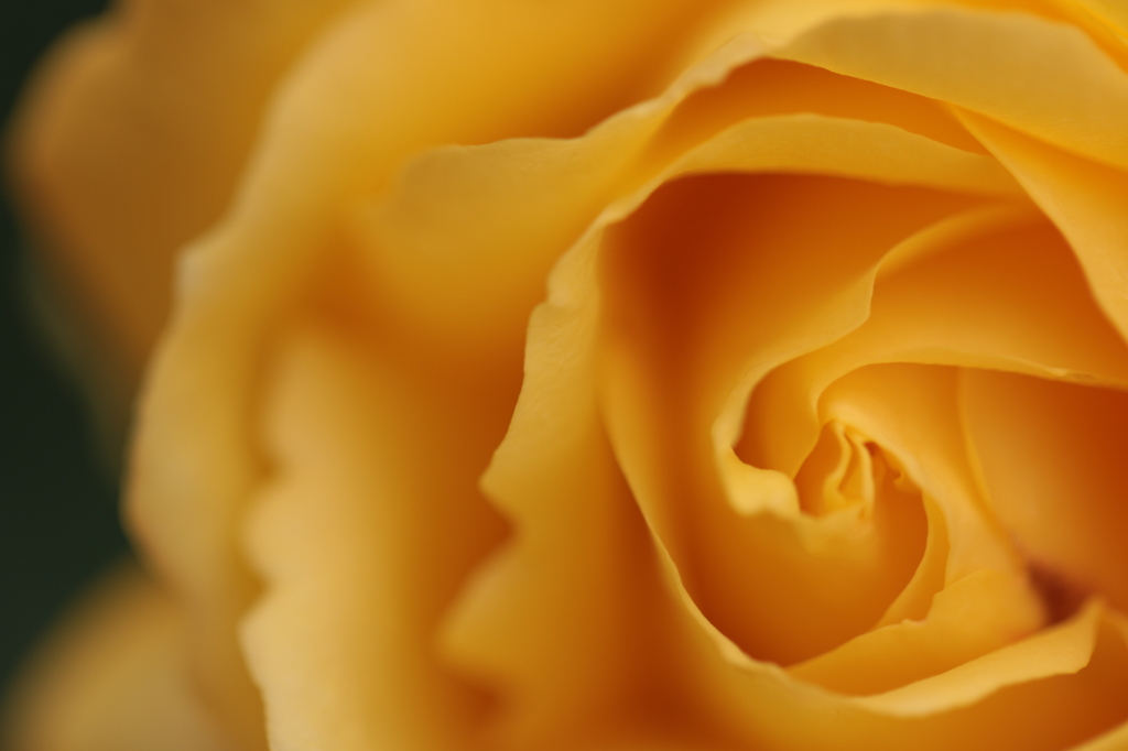 ローズ・ヨコハマの世界へ