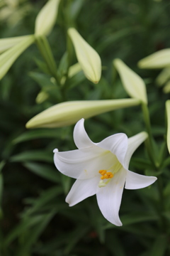 百合の花