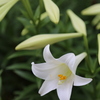 百合の花