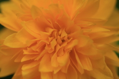 golden yellow