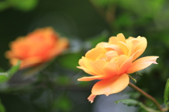 花言葉 【絆】