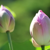 乗蓮寺・蓮の花
