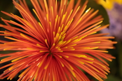 花火のような菊花