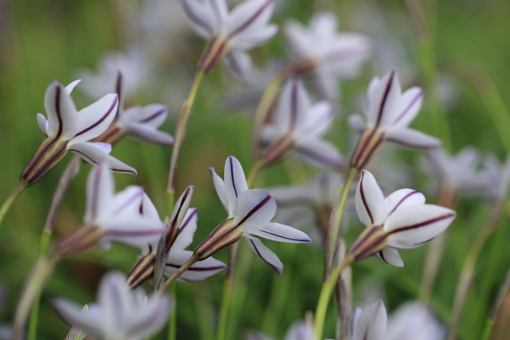 Spring starflower