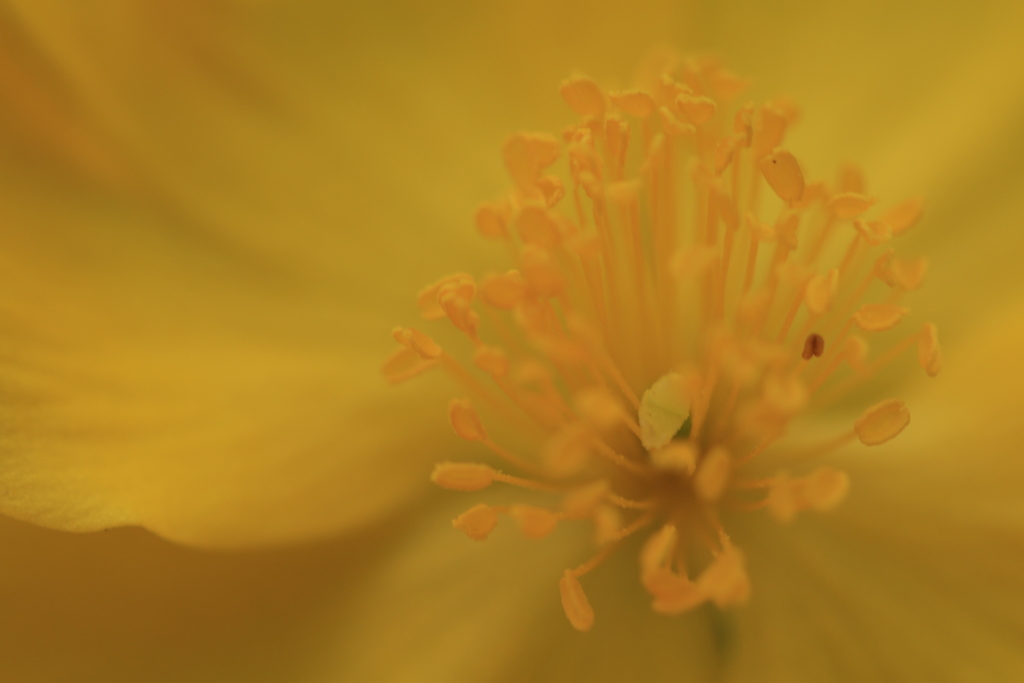 Happy yellow