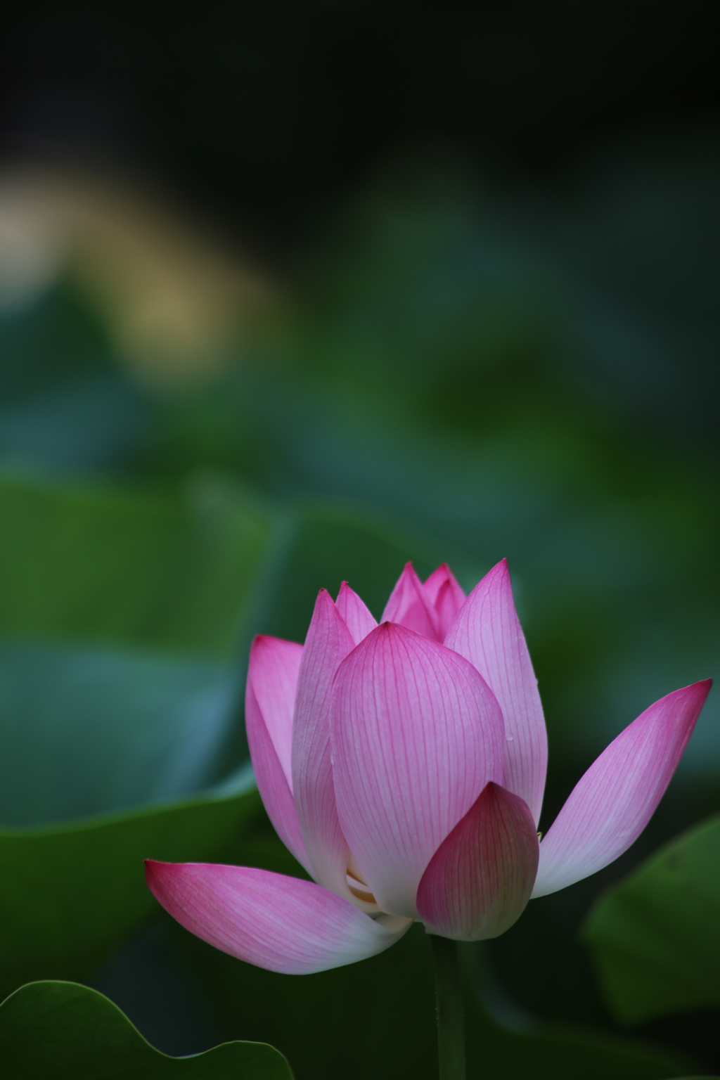 乗蓮寺 蓮の花