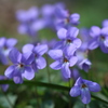 花咲く頃