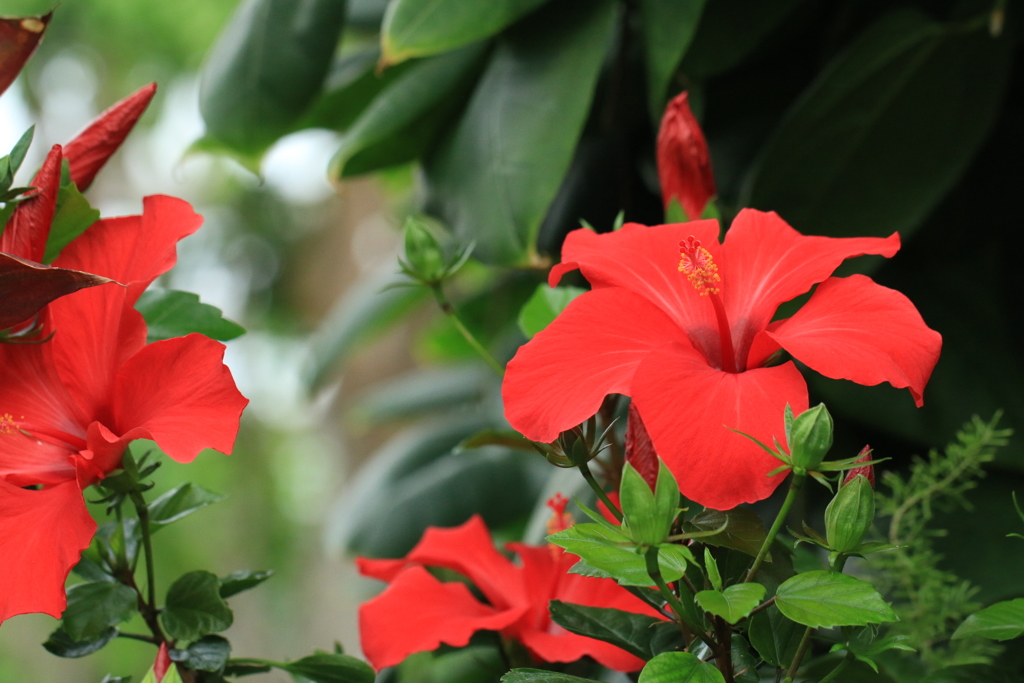 Hibiscus