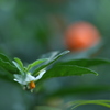 夏の小さな白い花
