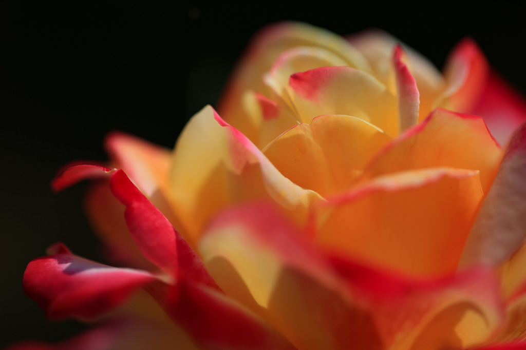 春の薔薇
