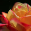 春の薔薇