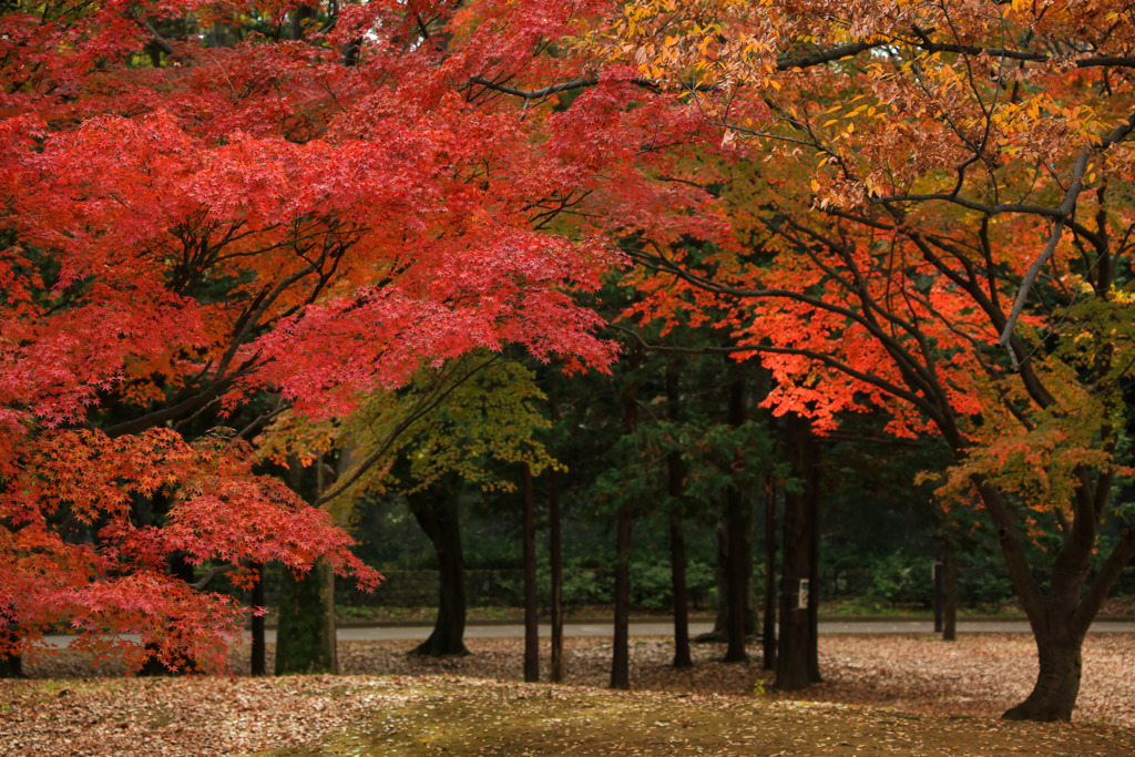 赤く染まる紅葉