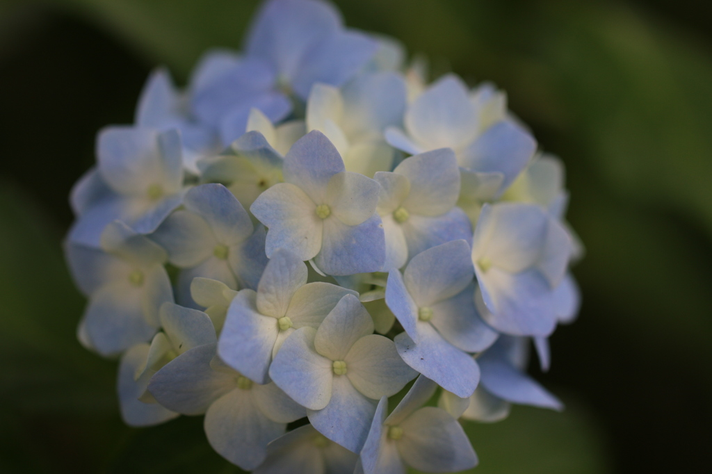 紫陽花一輪