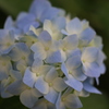 紫陽花一輪