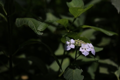 紫陽花