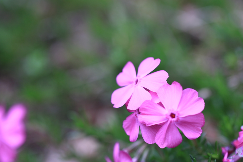 芝桜