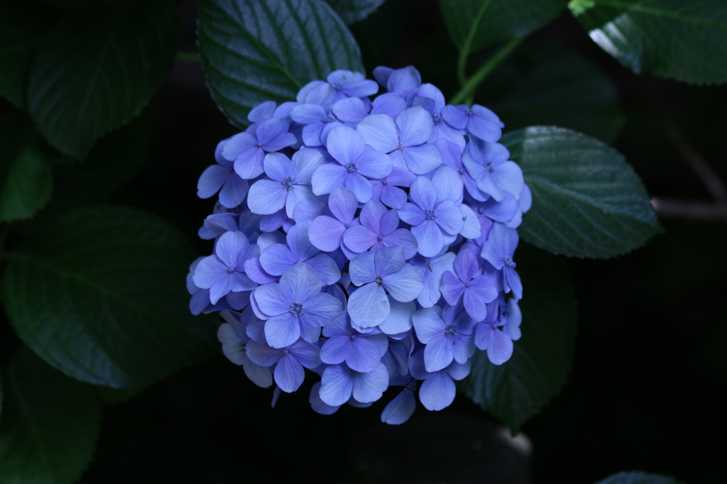 紫陽花一輪